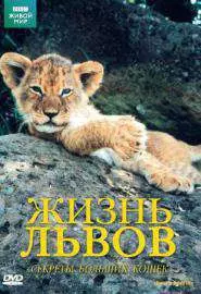 BBC: Жизнь львов - постер