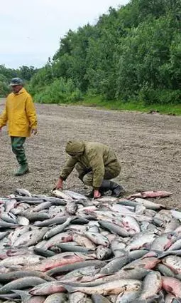 Рыба-меч: жизнь на крючке - постер