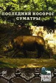 Animal Planet: Последний носорог Суматры - постер