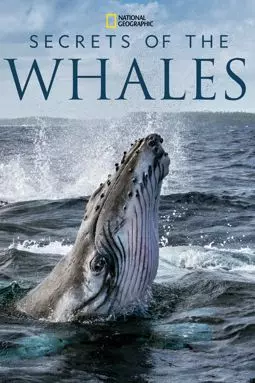 Тайны китов - постер