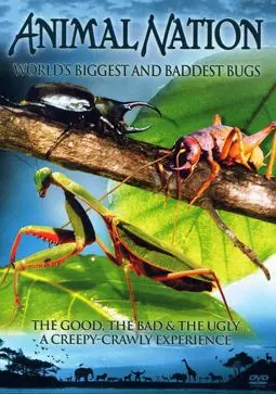 Самые большие и страшные жуки в мире - постер