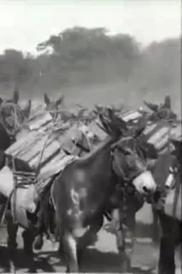 Pack Mules with Ammunition on the Santiago Trail, Cuba - постер