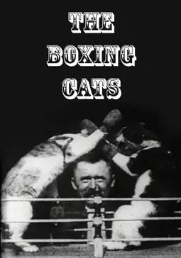 Кошачий бокс - постер
