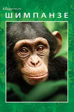 Шимпанзе - постер