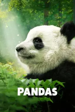 Панды 3D - постер