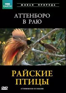 BBC: Райские птицы - постер