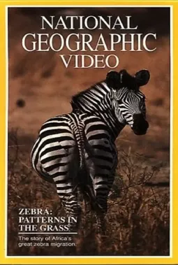 Zebras: Patterns in the Grass - постер