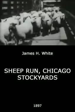 Sheep Run, Chicago Stockyards - постер