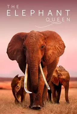 Королева слонов - постер