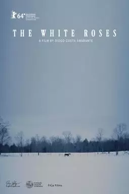 As Rosas Brancas - постер