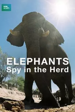 Elephants: Spy in the Herd - постер