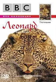 BBC: Леопард - постер