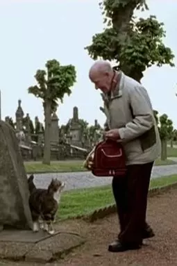 Бездомные кошки - постер