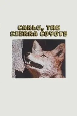 Carlo, the Sierra Coyote - постер