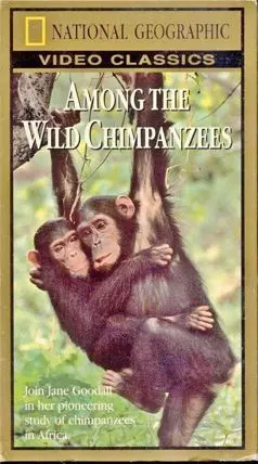 Among the Wild Chimpanzees - постер