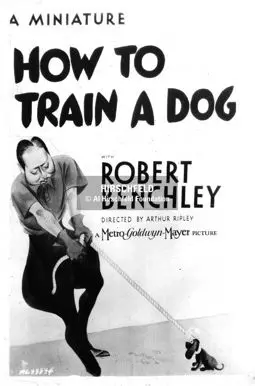 Как тренировать собак - постер