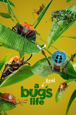 Настоящая жизнь жука - постер
